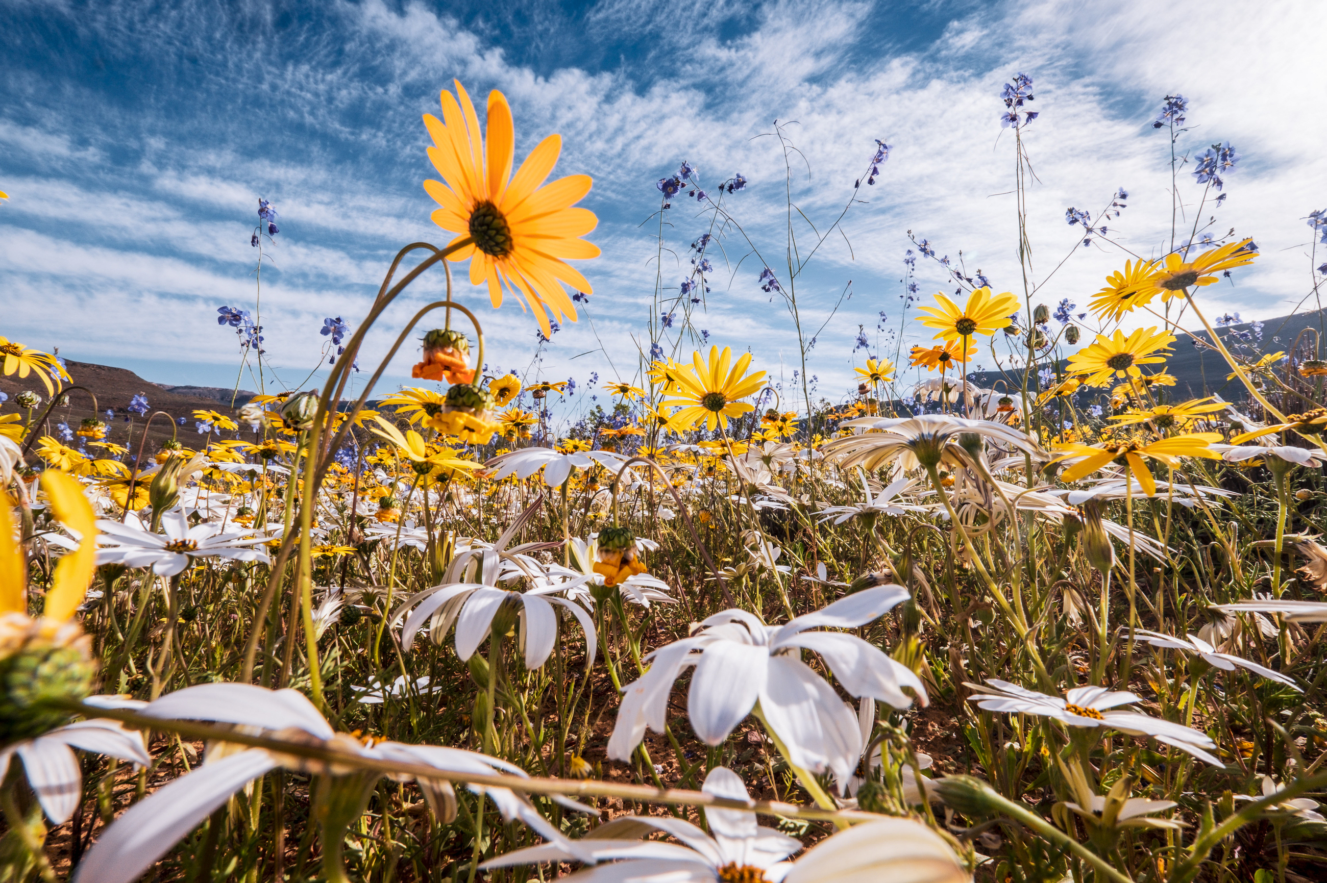 Wildflowers in South Africa.